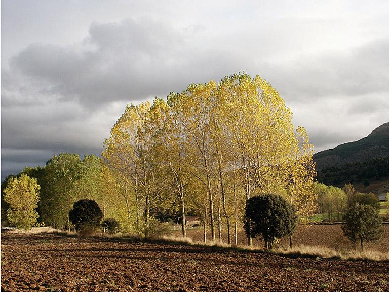 Campo riojano.jpg